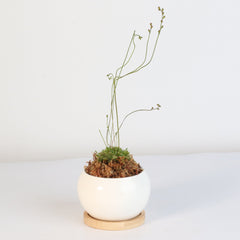 Pink Sundew Drosera capillaris Carnivorous Plant