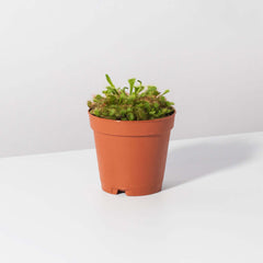 Pink Sundew Drosera capillaris Carnivorous Plant