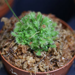 Carnival Plant Bundle Carnivorous