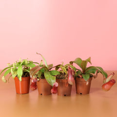 Savage Quad Carnivorous Plant Bundle