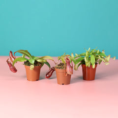 Trio of Terror Carnivorous Plant Bundle