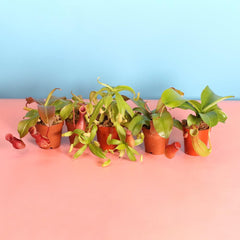 Party of Five Carnivorous Plant Bundle