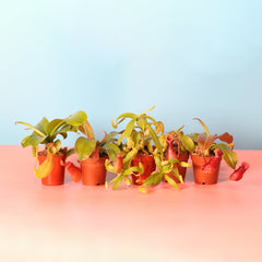Party of Five Carnivorous Plant Bundle