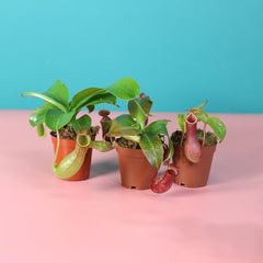 Trio of Terror Carnivorous Plant Bundle