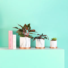 Selene Large Ceramic 6.5" Marble Planter - Empty
