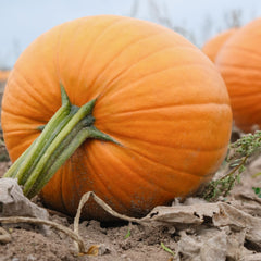 Pumpkin Jack O' Lantern Heirloom Seeds