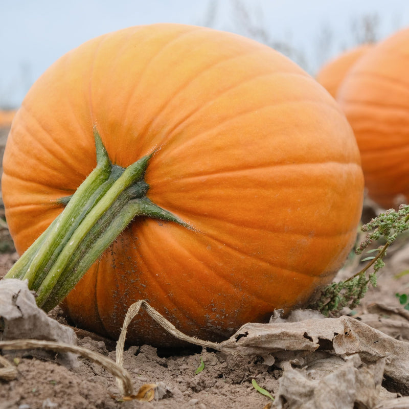 Pumpkin Jack O' Lantern Heirloom Seeds