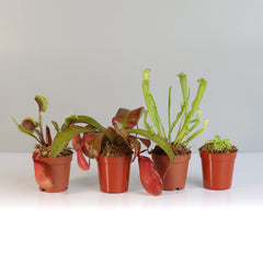 Savage Quad Carnivorous Plant Bundle