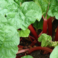 RHUBARB Seeds, Victoria
