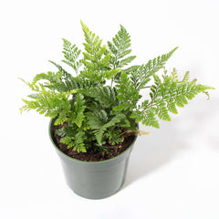 Rabbit Foot Fern