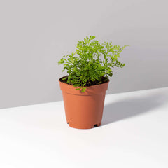 Rabbit Foot Fern
