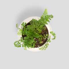 Rabbit Foot Fern