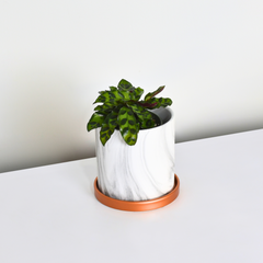 Calathea Rattlesnake Prayer Plant