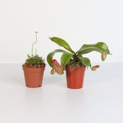 Trap Stars Duo Carnivorous Plant Bundle