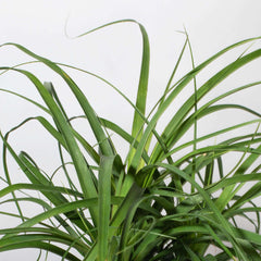 Red Ponytail Palm