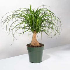 Red Ponytail Palm