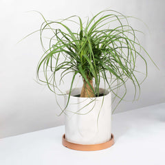 Red Ponytail Palm