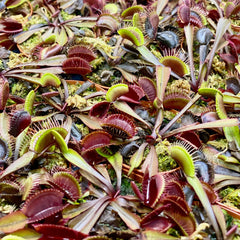 Red Venus Flytrap Carnivorous