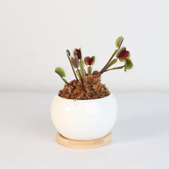 Red Venus Flytrap Carnivorous