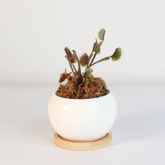 Red Venus Flytrap Carnivorous