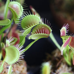 Red Venus Flytrap Carnivorous