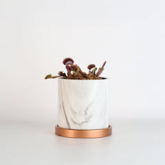 Red Venus Flytrap Carnivorous