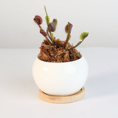 Red Venus Flytrap Carnivorous
