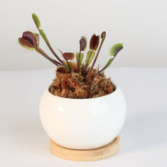 Red Venus Flytrap Carnivorous