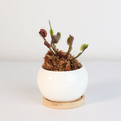 Red Venus Flytrap Carnivorous