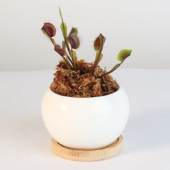 Red Venus Flytrap Carnivorous