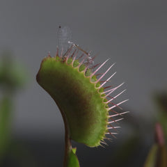 Red Venus Flytrap Carnivorous