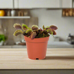 Red Venus Flytrap Carnivorous