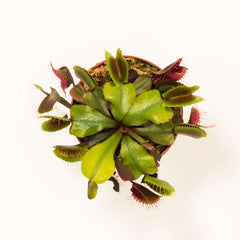 Red Venus Flytrap Carnivorous