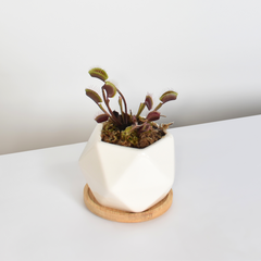 Red Venus Flytrap Carnivorous