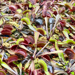 Red Venus Flytrap Carnivorous