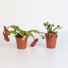 Trap Stars Duo Carnivorous Plant Bundle