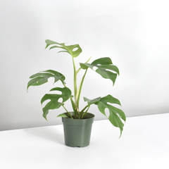 Monstera Ginny Mini Leaf Rhaphidophora tetrasperma