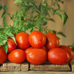 Roma VF Tomato Heirloom Seeds