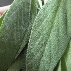 SAGE Seeds