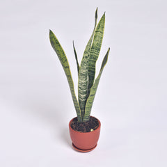 Variegated Golden Edge Sansevieria Snake Plant