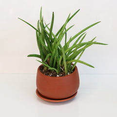 Sanseveria Cylindrea Snake Plant