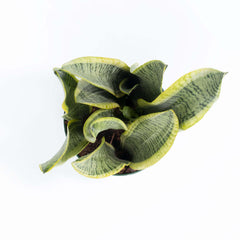 Variegated Golden Edge Sansevieria Snake Plant