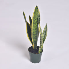 Variegated Golden Edge Sansevieria Snake Plant
