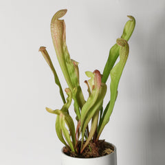 Sarracenia BUG BAT Trumpet Pitcher Carnivorous Plant