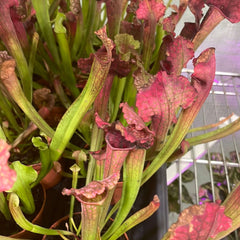 Sarracenia BUG BAT Trumpet Pitcher Carnivorous Plant