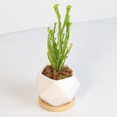 Minimalistic Ceramic White Signature Planter Bundle