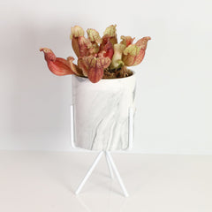 Sarracenia Purpurea 'Venosa Red' Carnivorous Plant