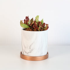 Sarracenia Purpurea 'Venosa Red' Carnivorous Plant