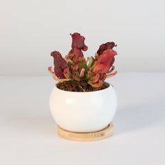 Sarracenia Purpurea 'Venosa Red' Carnivorous Plant