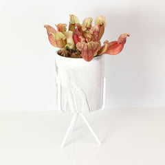 Sarracenia Purpurea 'Venosa Red' Carnivorous Plant